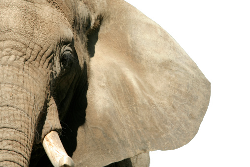 Close up of an elephants head. Eye and tusk are visible