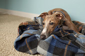 Italian greyhound relaxing on tartan blanket on floor