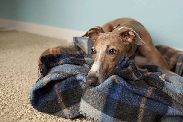 Italian greyhound relaxing on tartan blanket on floor This is a shot of Milo, our italian greyhound, in our living room. greyhound stock pictures, royalty-free photos & images