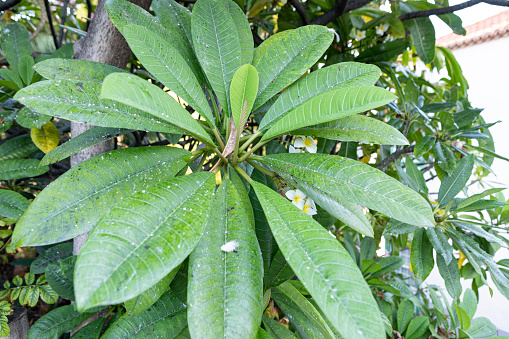 White frangipani flowes in La Palma, Covered with Planococcus citri, Canary Islands. New pest that affects tropical plants.