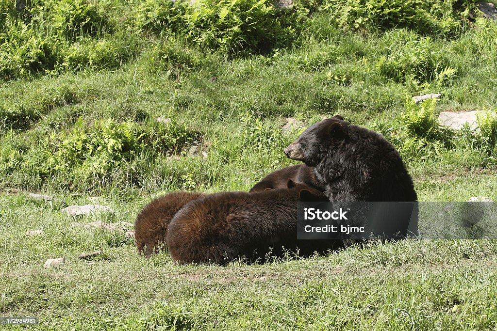 Ours trois mères qui allaitent. Cubs - Photo de Animal femelle libre de droits