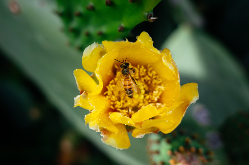 Blooming opuntia plant. Prickly cactus with yellow flowers. Nature in spring season. A bee sitiing on a flower
