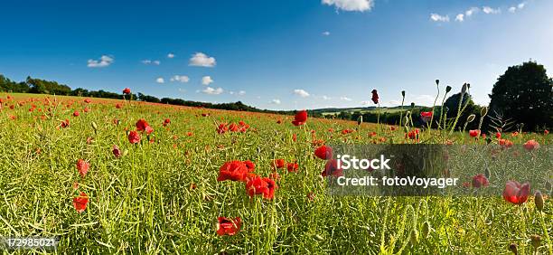 Photo libre de droit de Magnifique Prairie Dété Coquelicots banque d'images et plus d'images libres de droit de Beauté - Beauté, Fleur - Flore, Fond