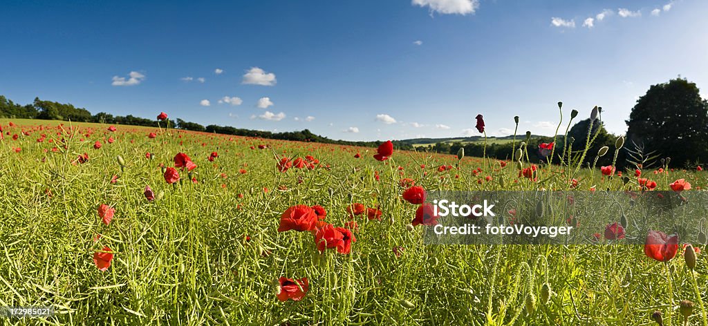 Bellissimo prato estivo poppies - Foto stock royalty-free di Bellezza