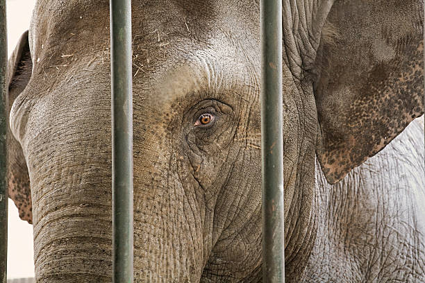 istock Elephant in a zoological garden 172985028