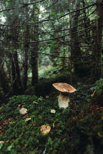 Scenic view of wild mushrooms growing in the dark green Scandinavian forest in the mountains of Norway during fall season
