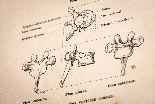 Illustration of human body anatomy from antique French art book: Vertebra