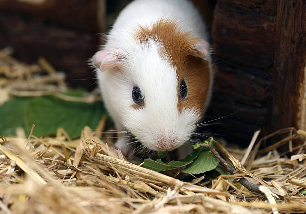 istock Guinea pig portrait 172985288