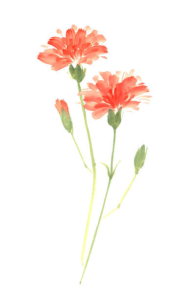 Carnation Watercolor drawing of carnation carnation flower stock illustrations