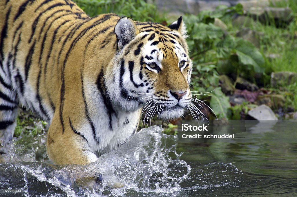 Tiger entra al agua - Foto de stock de Cabeza de animal libre de derechos