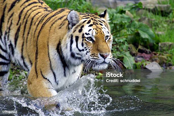 Photo libre de droit de Tigre Va Dans Leau banque d'images et plus d'images libres de droit de Tigre - Tigre, Tête d'un animal, Eau