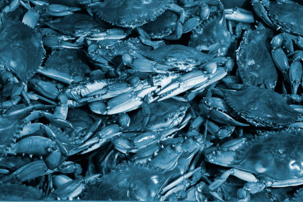 kolorowe kalinek błękitny tło - maryland crab blue crab prepared crab zdjęcia i obrazy z banku zdjęć