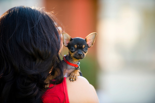 Woman holding Chihuahua