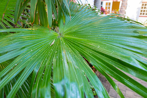 Palm tree leafs in La Palma, Covered with Planococcus citri, Canary Islands. New pest that affects tropical plants.