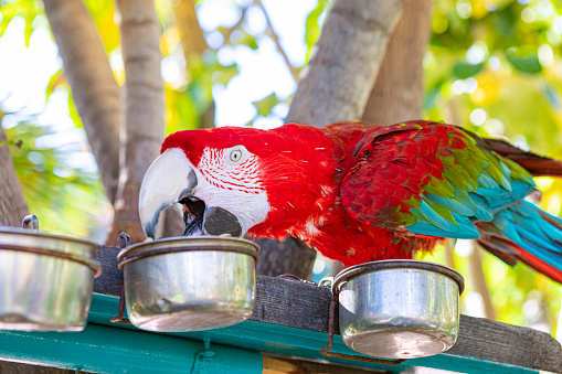 Two lovebird parrots sort out the relationship between themselves isolated on white background