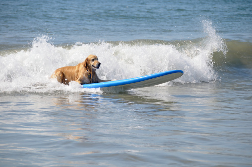 Golden Retriever surfing at the beach in Southern California.