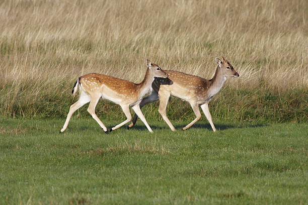 istock Two pretty spotted fallow deer young females Dama does 172986166