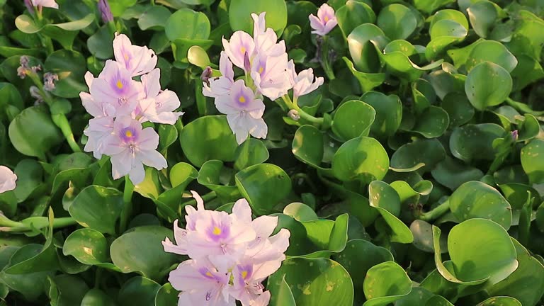 pale purple flowers blooming of Water hyacinth ( Eichhornia crassipes (C. Mart.) Solms. ) in the pond