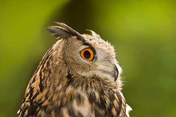 istock Wide Eyed Owl 172986345