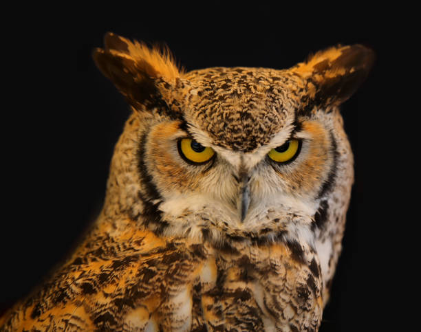 istock Eurasian eagle-owl also called Bubo Bubo species of owl resides in Eurasia with distinctive ear tufts in head and yellow eyes 1729863642