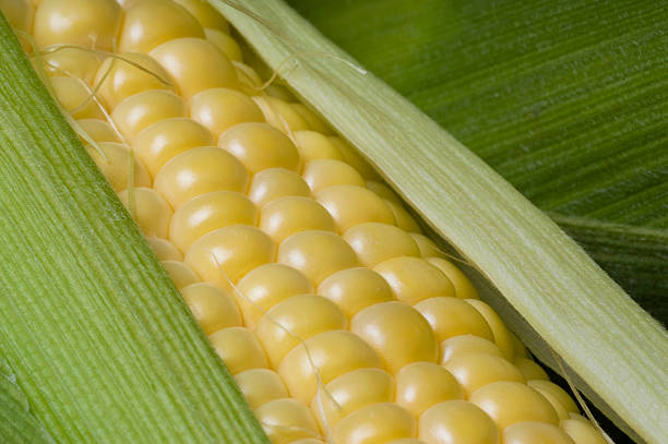 Mazorca de maíz Horizontal XCU cascabillo BG - foto de stock