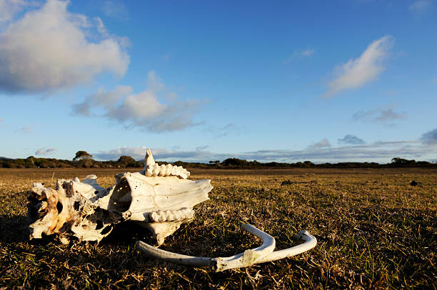 Animal bones at Narawntapu national park in TasmaniaRelated images:
