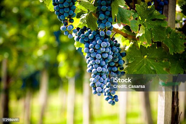 Foto de Vinho Tinto Com Vinhedo e mais fotos de stock de Maduro - Maduro, Uva Merlot, Agricultura