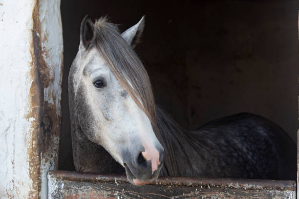 istock horse in the stable at a farm 1729865232