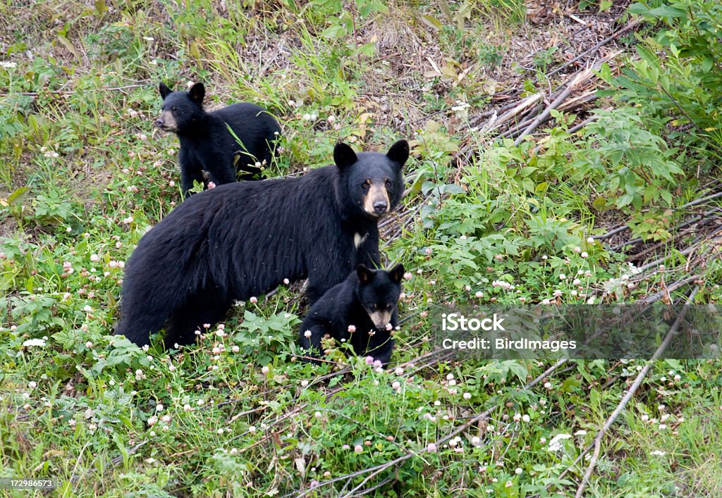Black Bear Family - Sow & 2 cubs Mother bear and her 2 cubs feeding in the forest. Asian Black Bear Stock Photo