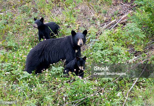 Black Bear Family Sow 2 Cubs Stock Photo - Download Image Now - Asian Black Bear, Animals In The Wild, Sow