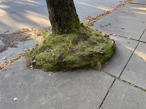 City tree with roots on sidewalk.