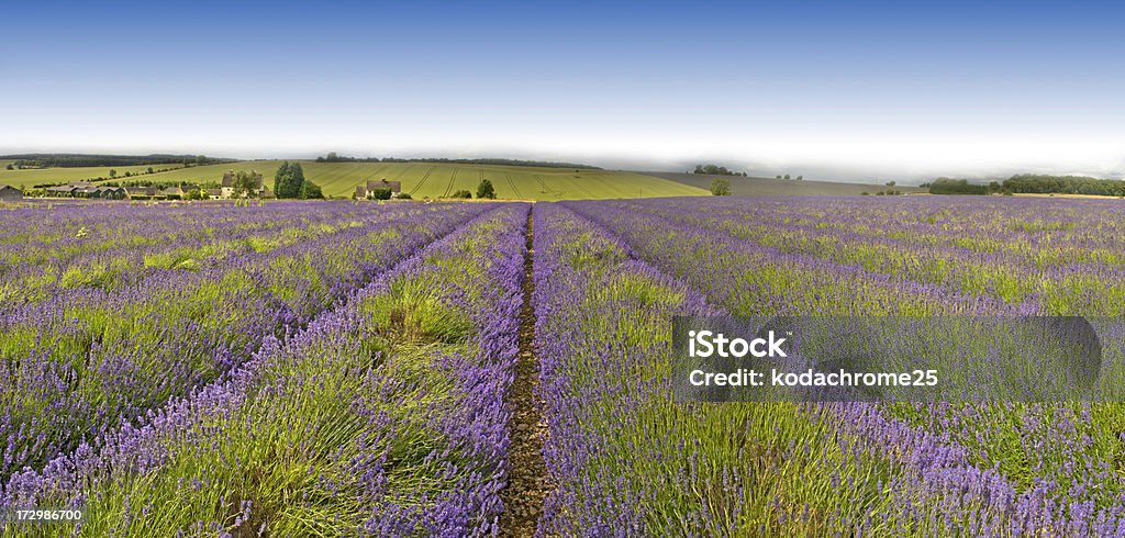 Lavanda - Royalty-free Encosta Foto de stock