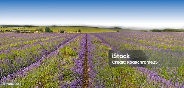 Lavanda - Fotografias de stock e mais imagens de Encosta - Encosta, Fotografia - Imagem, Rolar