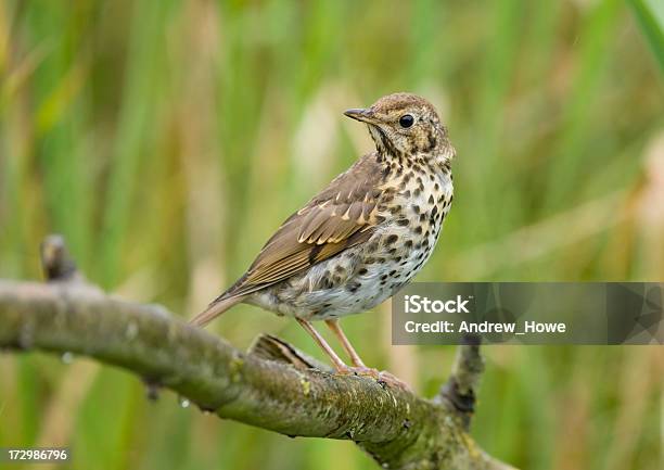 Song Thrush Stock Photo - Download Image Now - Animal, Bird, Branch - Plant Part