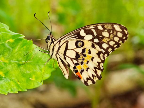 istock Selective focus of a lime butterfly in the garden with blurry background 1729868996