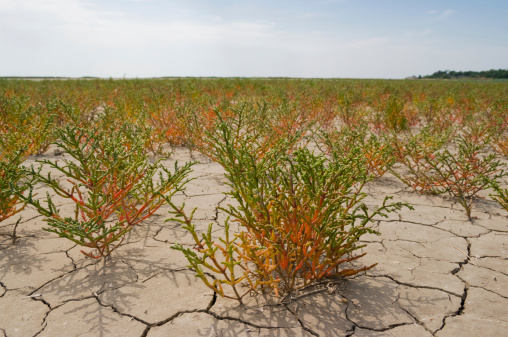 Dry saline land with halophytes plants on it