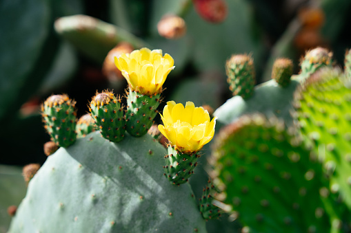 Blooming opuntia plant. Prickly cactus with yellow flowers. Nature in spring season.