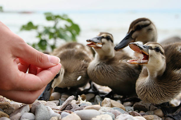 a alimentação - webbed foot imagens e fotografias de stock