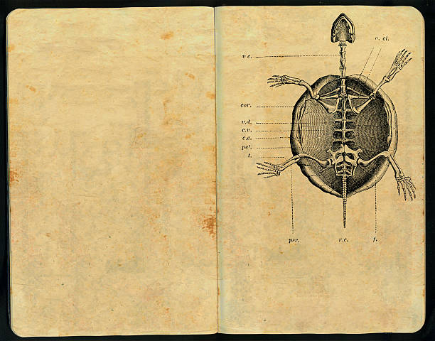 esqueleto quelonius caderno de esboços - anatomy sketch pad retro revival old imagens e fotografias de stock