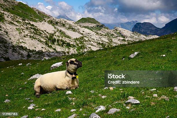 Alpine Schafe Stockfoto und mehr Bilder von 2000-2009 - 2000-2009, Abgeschiedenheit, Alpen