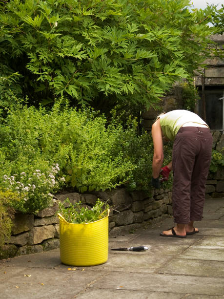 istock Woman Gardening 172987211