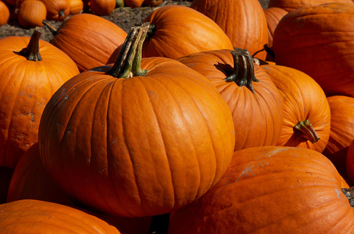 Image of Row of fall pumpkins on bales of hay