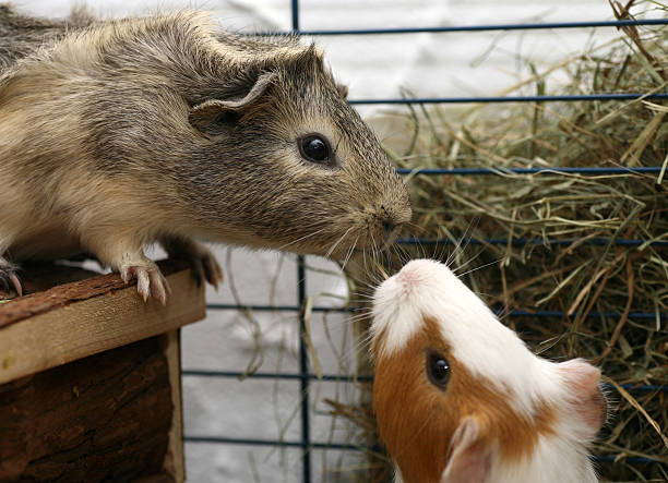istock Guinea pigs kissing 172987480