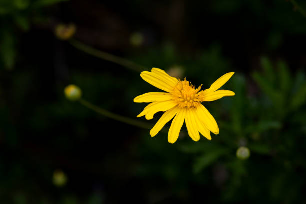 istock Yellow daisy isolated on a dark background 1729874859