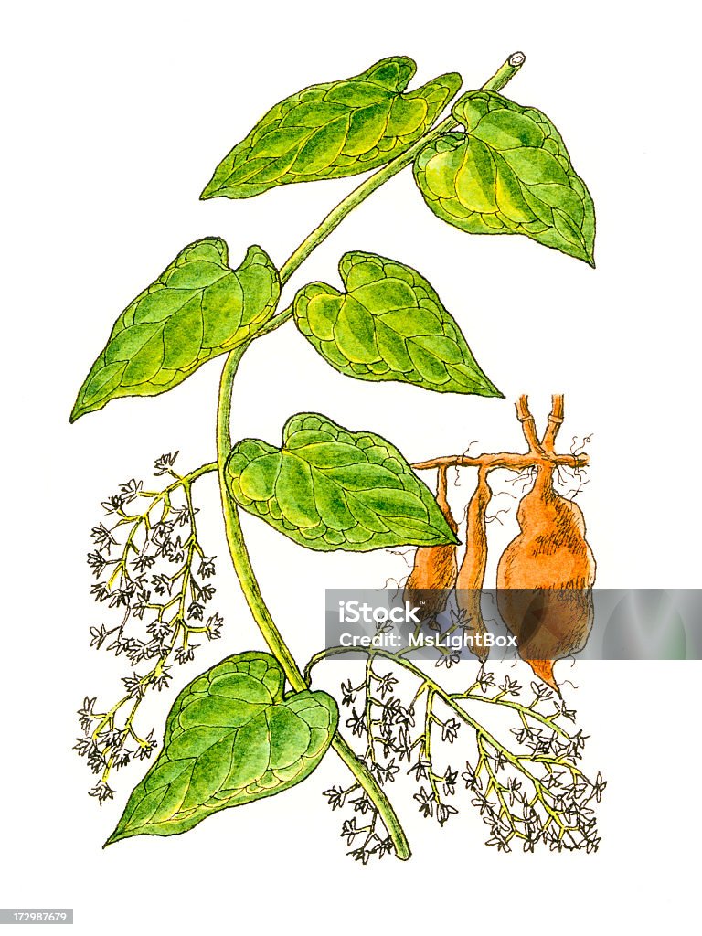 De plantes. - Illustration de Agriculture libre de droits