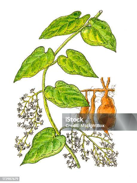 De Plantes Vecteurs libres de droits et plus d'images vectorielles de Agriculture - Agriculture, Aquarelle, Beauté