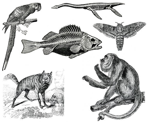 Wildlife vintage collection