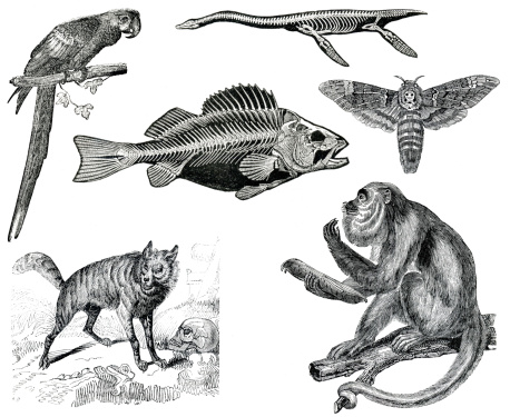 A multiple set of animal engraves isolated on white, from the books Elementos de Zoologia (Laureano Perez Arcas, 1874) and Histoire Naturelle (Mme Achille Comte, 1837) original editions from my own archives.
