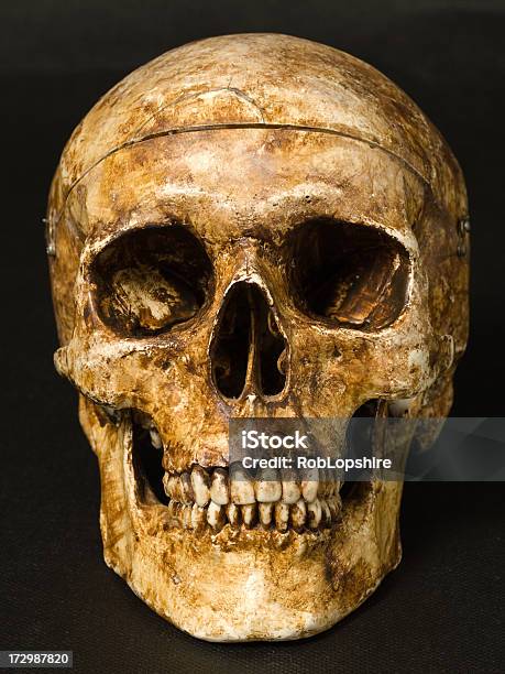 Teschio - Fotografie stock e altre immagini di Cranio umano - Cranio umano, Esposto alle intemperie, Close-up