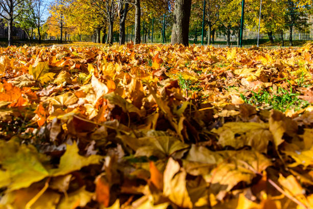 istock Yellow fallen maple leaves in a park on autumn. Selective focus 1729879763